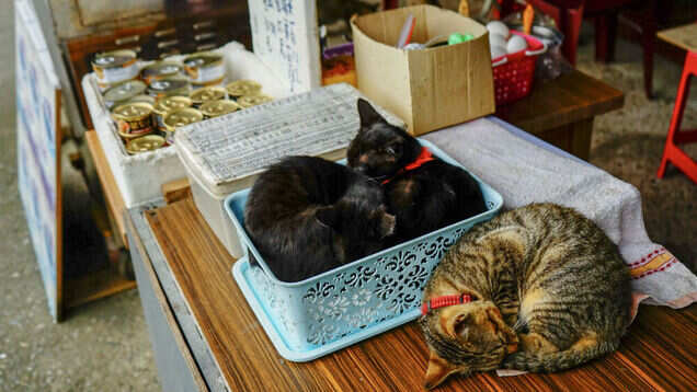 Houtong Cat Village in Taiwan is a meadow of meows!