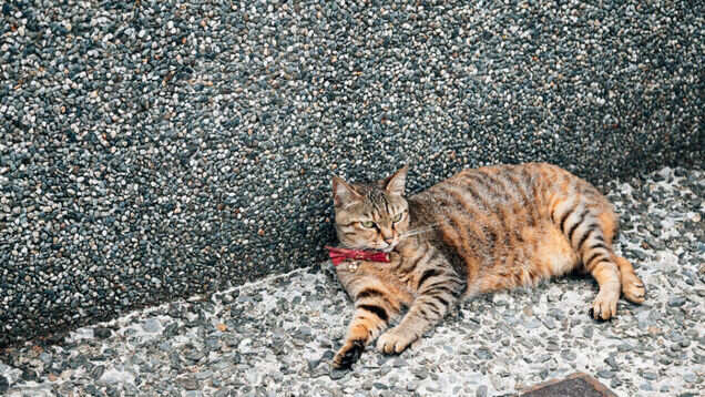Houtong Cat Village in Taiwan is a meadow of meows!