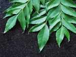 Add curry leaves to your diet