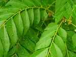 Topical application with curry leaves