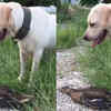 Article image for: When the duck made a fool out of a dog