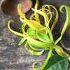 Ylang Ylang