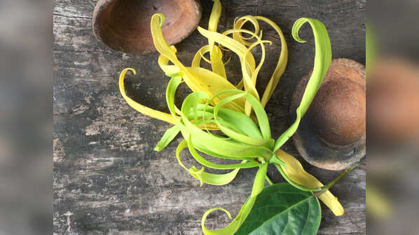 Ylang Ylang