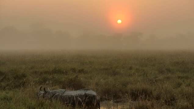 Assam: Longest flyover in India planned to protect the wildlife at Kaziranga