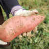 8 things you are doing wrong with sweet potatoes
