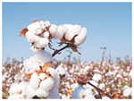 Should humans eat cotton seeds at all?