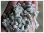 Difference between new cotton plant and old ones