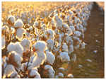 The need to make edible cotton seed