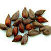 Must-Avoid: Apple Seeds