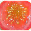 Seeds to Avoid: Tomato Seeds