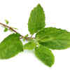 Use tulsi leaves