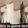 Article image for: When <i class="tbold">cupid</i> struck these cats