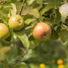 Honeycrisp apples