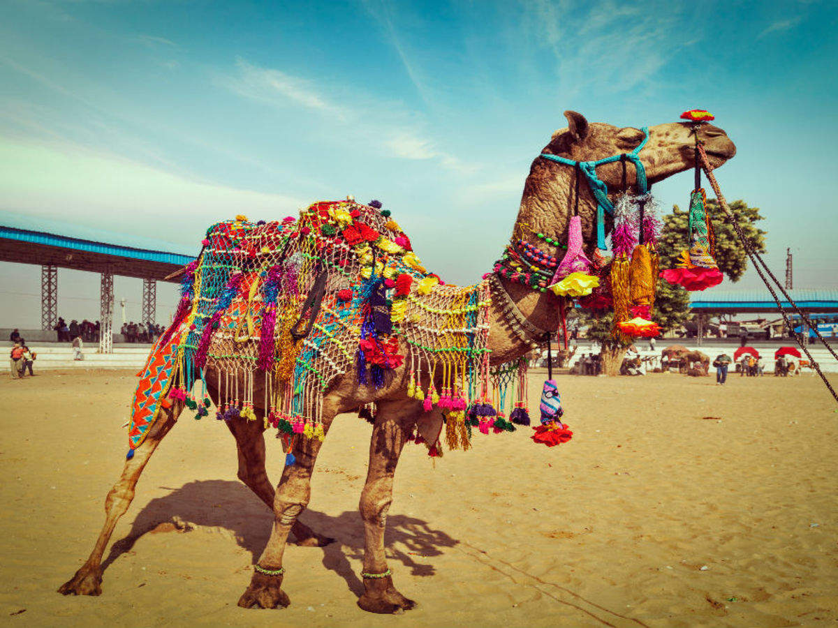 Pushkar Mela 2019: a gorgeous mix of colours and culture, Pushkar - Times of India Travel