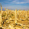Change in planting and harvesting