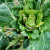 More pests