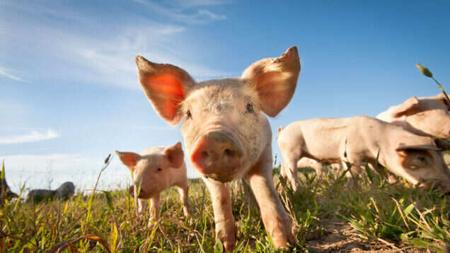 LiLou, the pig, calms anxious travellers at San Francisco International Airport