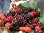 Mulberries