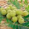 amla juice for weight loss