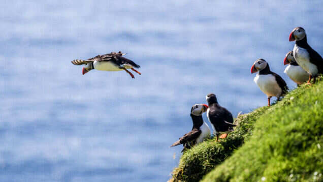 The Faroe Islands to be "Closed for Maintenance, Open for Voluntourism"