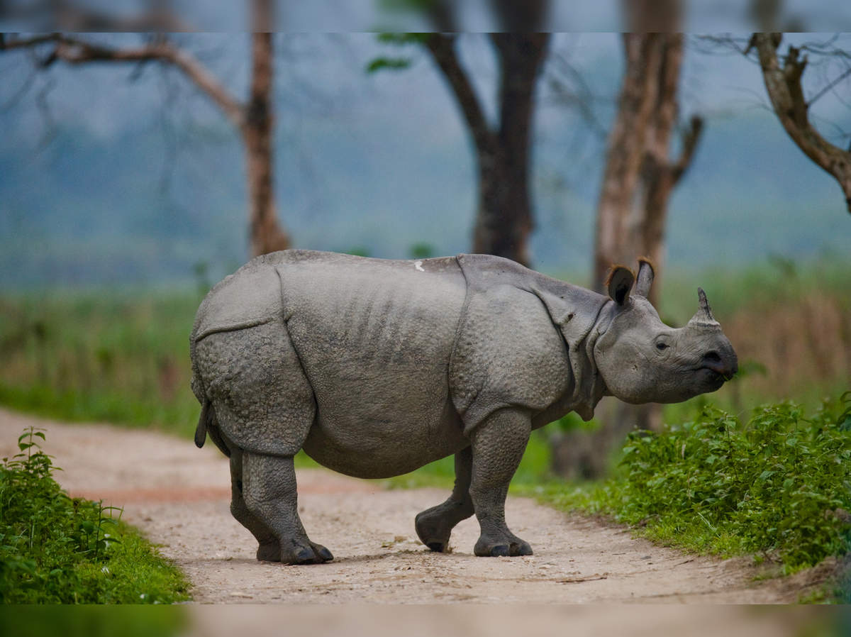 Uttarakhand: Rhinos likely to make a comeback in Corbett Tiger Reserve soon  | Times of India Travel