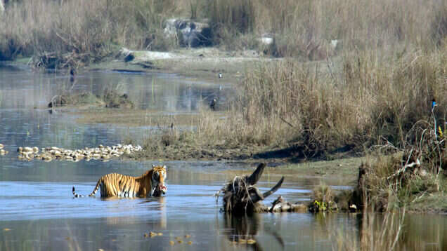 Kanha Tiger Reserve: a perfect winter destination