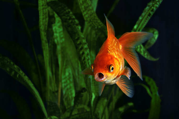 Mumbai might very soon boast of a Bangkok-style multi-level aquarium