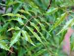 Neem leaf