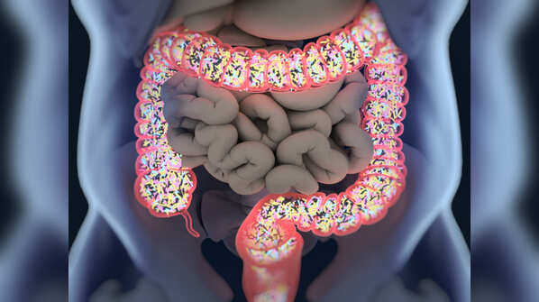 Role of bacteria in the gut