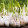 Green garlic for flu