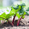 You can hear Rhubarb grow