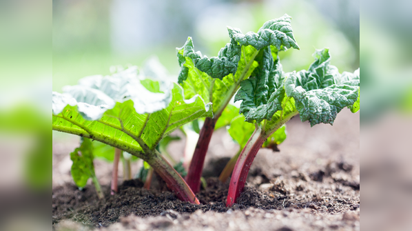 You can hear Rhubarb grow