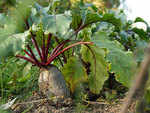 Beet greens