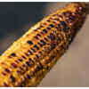 Corn on the cob