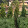 Article image for: Nagpurians opt for real <i class="tbold">Christmas Tree</i>s