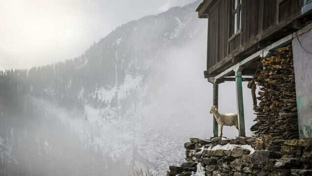It has snowed in Nagaland after 40 years!