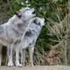 Chandra Grahan Myth: Wolves