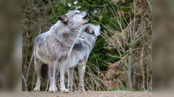 Chandra Grahan Myth: Wolves