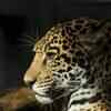 Chandra Grahan Myth: Moon eating jaguar