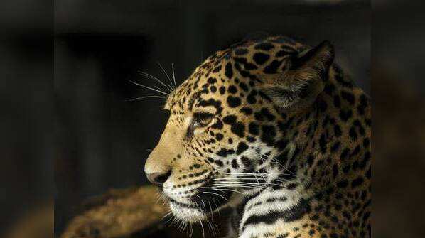 Chandra Grahan Myth: Moon eating jaguar