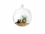 MyGift 7-Inch Large Clear Glass Hanging Air Plant Terrarium Ball