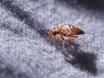 Bed bugs are on the rise