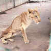 Article image for: See the latest photos of <i class="tbold">african lions</i>