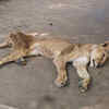 Article image for: Check out our latest images of <i class="tbold">african lions</i>