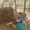 Article image for: Click here to see the latest images of <i class="tbold">african lions</i>