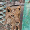 Article image for: Trending photos of <i class="tbold">african lions</i> on TOI today