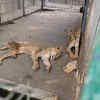 Article image for: Trending photos of <i class="tbold">african lions</i> on TOI today