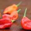 Bhut Jolokia