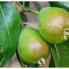 Nourishment for hair