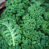 Kale